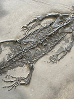 Keichousaurus Reptile with Skin - Guizhou, China