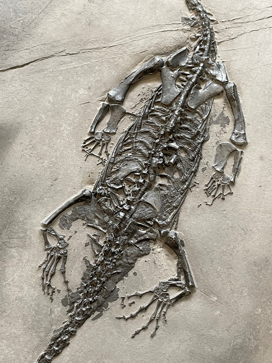 Keichousaurus Reptile with Skin - Guizhou, China – Fossil Atelier