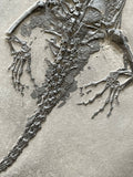 Keichousaurus Reptile with Skin - Guizhou, China