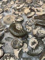 Ammonite Deathbed (Kosmoceras) - Ashton Keynes, Gloucestershire