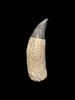 Ichthyosaur Tooth - Lyme Regis, Dorset