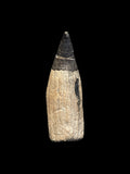 Ichthyosaur Tooth - Lyme Regis, Dorset