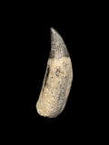 Ichthyosaur Tooth - Lyme Regis, Dorset