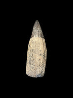 Ichthyosaur Tooth - Lyme Regis, Dorset