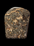 Polished Ammonite Deathbed Freeform - Marston Magna, Somerset