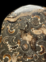 Polished Ammonite Deathbed Freeform - Marston Magna, Somerset