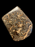 Polished Ammonite Deathbed Freeform - Marston Magna, Somerset