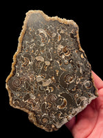 Polished Ammonite Deathbed - Marston Magna, Somerset