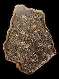 Polished Ammonite Deathbed - Marston Magna, Somerset