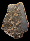 Polished Ammonite Deathbed - Marston Magna, Somerset