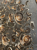 Polished Ammonite Deathbed - Marston Magna, Somerset