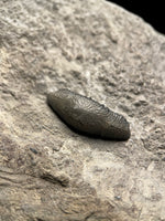 Acrodus Nobilis (Shark) - Lyme Regis, Dorset