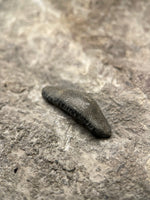 Acrodus Nobilis (Shark) - Lyme Regis, Dorset