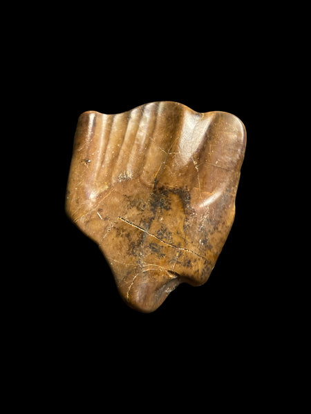 Iguanodon Tooth (Dinosaur) - Hastings