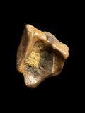 Iguanodon Tooth (Dinosaur) - Hastings