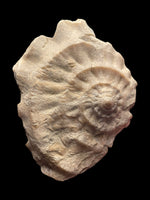 Xenomorphic Oyster with Ammonite impression - Ringstead, Dorset