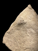 Clematocrinus Retiarius (Crinoid) - Wrens Nest, Dudley