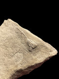 Clematocrinus Retiarius (Crinoid) - Wrens Nest, Dudley