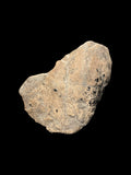 Ichthyosaur/Plesiosaur Coprolite - Lyme Regis, Dorset