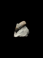 Ichthyosaur Tooth (Removable) - Lyme Regis, Dorset