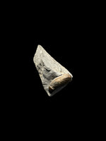 Ichthyosaur Tooth (Removable) - Lyme Regis, Dorset