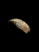 Ichthyosaur Tooth (Removable) - Lyme Regis, Dorset