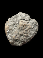 Ichthyosaur / Plesiosaur Coprolite - Charmouth, Dorset