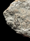 Ichthyosaur / Plesiosaur Coprolite - Charmouth, Dorset