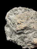 Ichthyosaur / Plesiosaur Coprolite - Charmouth, Dorset