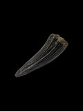 Teleosaurus Tooth (Crocodile) - Ardley, Oxfordshire