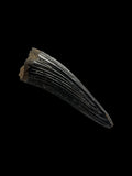 Teleosaurus Tooth (Crocodile) - Ardley, Oxfordshire