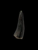 Teleosaurus Tooth (Crocodile) - Ardley, Oxfordshire