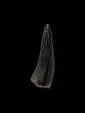 Teleosaurus Tooth (Crocodile) - Ardley, Oxfordshire