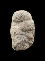 Hybodont (Shark) Coprolite - Lyme Regis, Dorset