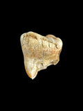 Ursus Deningeri (Bear) Tooth - Westbury, Somerset