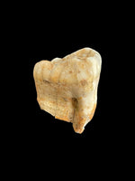 Ursus Deningeri (Bear) Tooth - Westbury, Somerset