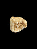 Ursus Deningeri (Bear) Tooth - Westbury, Somerset