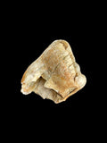 Ursus Deningeri (Bear) Tooth - Westbury, Somerset