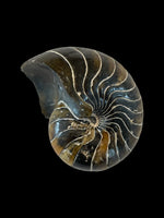 Cimomia Imperialis (Nautilus) - Isle of Sheppey, Kent