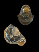 Cimomia Imperialis (Nautilus) - Isle of Sheppey, Kent