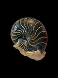 Cimomia Imperialis (Nautilus) - Isle of Sheppey, Kent