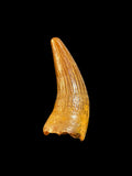 Ichthyosaur Tooth - Faringdon, Oxfordshire