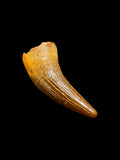 Ichthyosaur Tooth - Faringdon, Oxfordshire