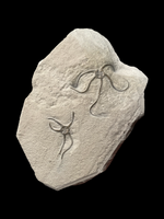 Brittle Star Double (Palaeocoma Egertoni) - Eype, Dorset