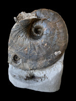 Nautilus (Cenoceras) with Phricodoceras - Stonebarrow, Charmouth