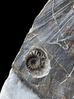 Nautilus (Cenoceras) with Phricodoceras - Stonebarrow, Charmouth