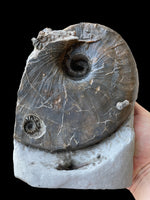 Nautilus (Cenoceras) with Phricodoceras - Stonebarrow, Charmouth