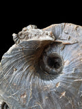 Nautilus (Cenoceras) with Phricodoceras - Stonebarrow, Charmouth