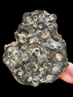 Ammonite Deathbed (Kosmoceras) - Ashton Keynes, Gloucestershire