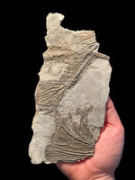 Crinoid in Shale (Pentacrinites) - Lyme Regis, Dorset